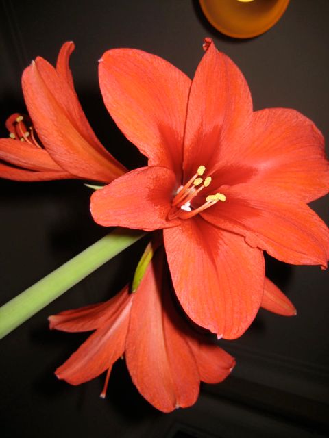 An amaryllis bloom challenges us and inspires us to see beauty in the midst of dark times.